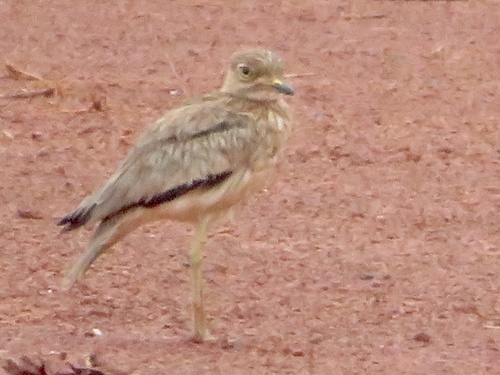 Senegal Thick-knee
