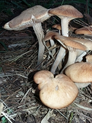 Desarmillaria caespitosa image