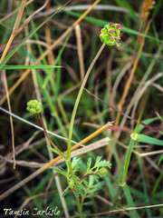 Sanguisorba minor minor