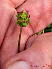 Sanguisorba minor minor