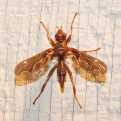 Pyrgota undata