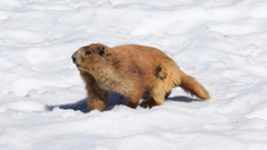 Marmota olympus