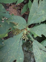 Rhynchotechum discolor