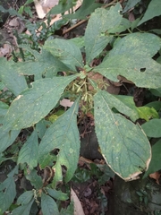 Rhynchotechum discolor