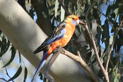 Platycercus elegans adelaidae