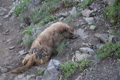 Marmota olympus