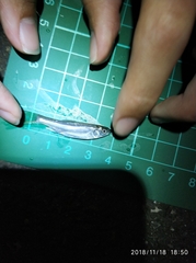 Opsariichthys pachycephalus