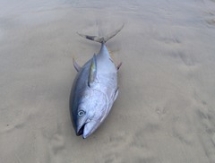 Thunnus albacares