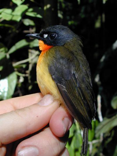 Forest Robins