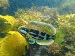 Heteroscarus acroptilus