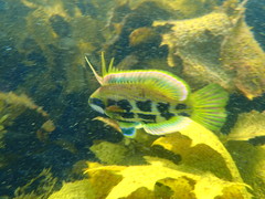 Heteroscarus acroptilus