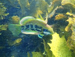 Heteroscarus acroptilus