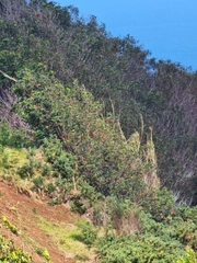 Leucaena leucocephala image