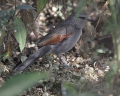 Tchagra jamesi