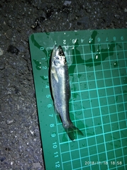 Opsariichthys pachycephalus