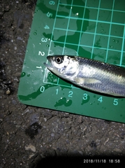 Opsariichthys pachycephalus