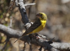 Crithagra donaldsoni