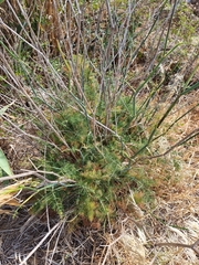 Anethum foeniculum image