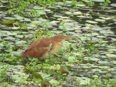 Ixobrychus cinnamomeus