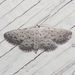 Wavy False Pug Moth - Photo (c) Chuck Sexton, some rights reserved (CC BY-NC), uploaded by Chuck Sexton