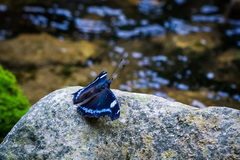 Kaniska canace nojaponicum