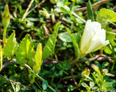Convolvulus betonicifolius