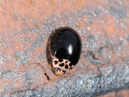 Poplar Ladybird Beetle