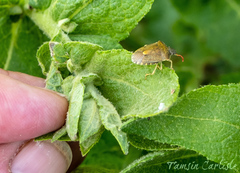 Peribalus strictus strictus