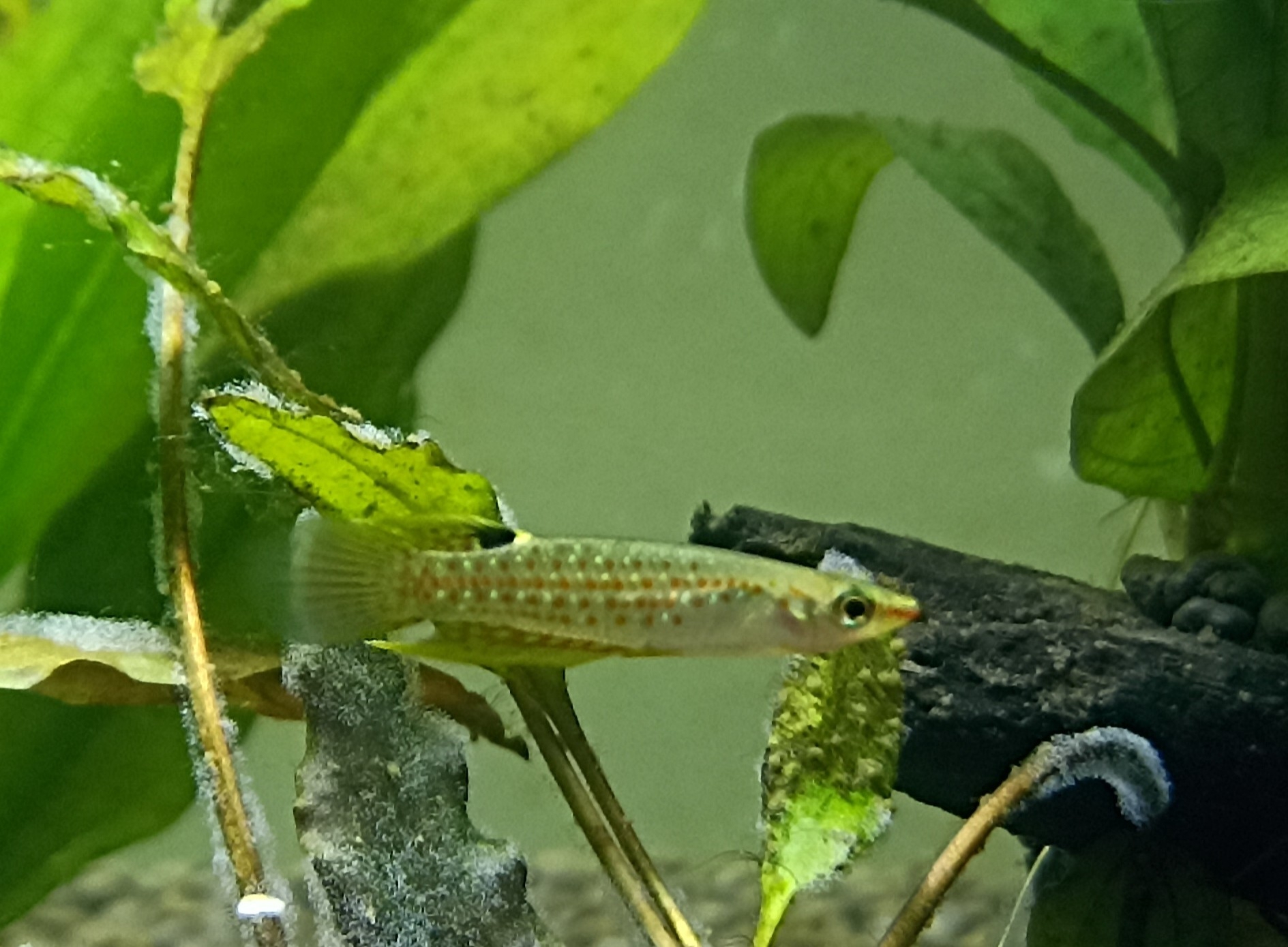 Aplocheilus parvus
