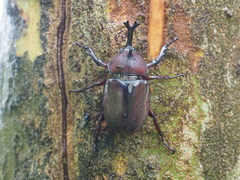 Trypoxylus dichotomus tsunobosonis