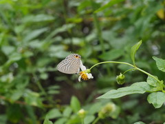Jamides alecto dromicus