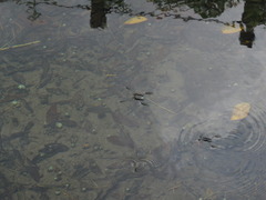 Aquarius elongatus