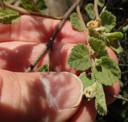 Image of Drakensberg Raisin (Grewia hispida) by no rights reserved