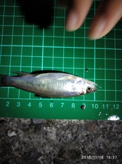 Opsariichthys pachycephalus