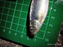 Opsariichthys pachycephalus