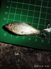 Systomus orphoides
