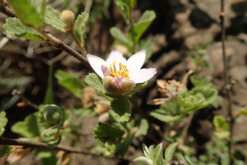 Image of Drakensberg Raisin (Grewia hispida) by no rights reserved
