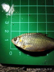 Systomus orphoides