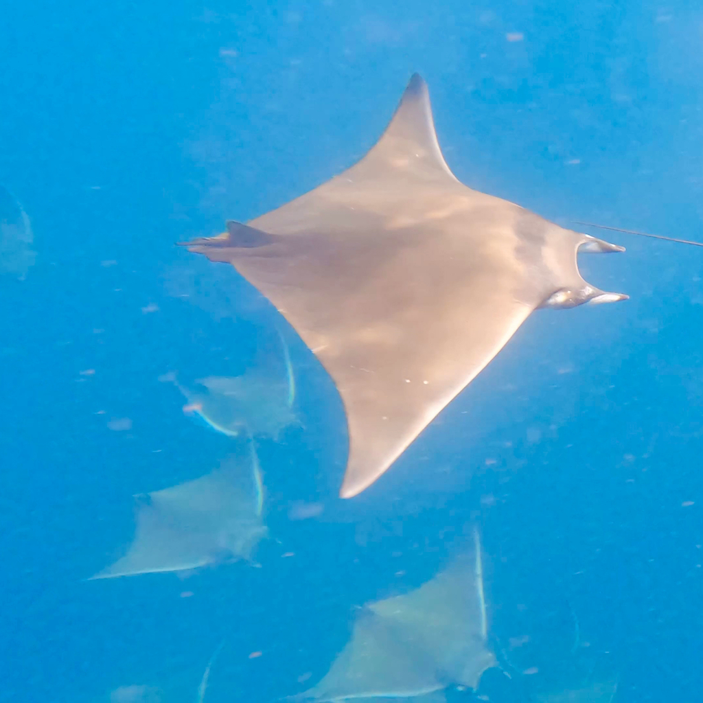 Munk's devil ray swimming above others in blue water