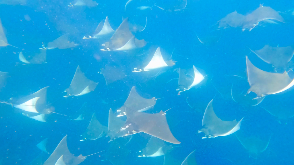 Large school of Munk's devil rays in blue water