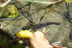 Salmo trutta fario