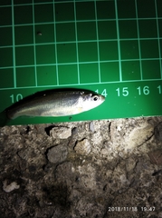 Opsariichthys pachycephalus