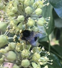 Bombus
