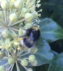 Bombus