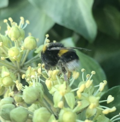 Bombus