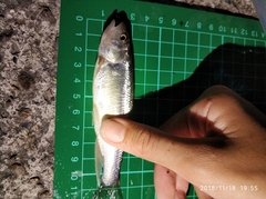 Opsariichthys pachycephalus