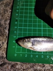 Opsariichthys pachycephalus