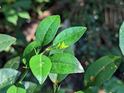 Key Lime (Citrus ×)