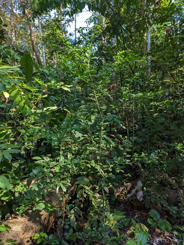 Citrus × aurantiifolia, photograph 1