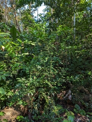 (c) Attila Oláh, some rights reserved (CC BY) Citrus × aurantiifolia, photograph (c) Attila Oláh, some rights reserved (CC BY)